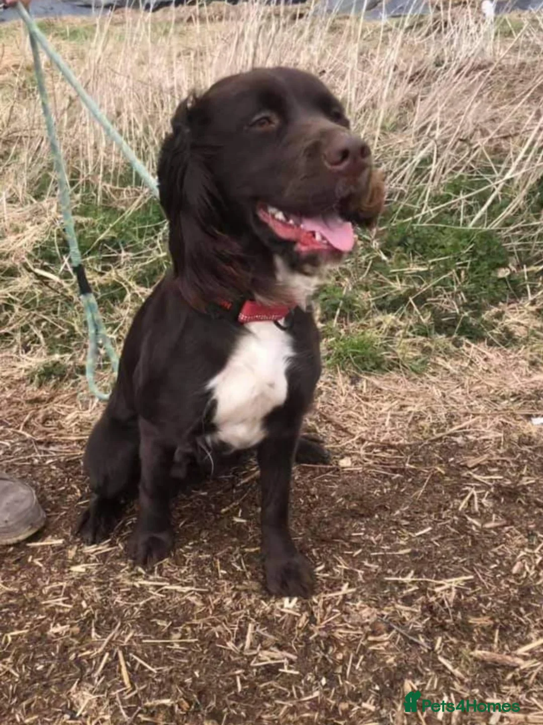 Sprocker dogs for stud: Fully health tested sprocker Digby in Wrexham - Advert 4