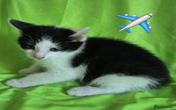 Mixed Breed cats for sale: Kittens  - Image 3