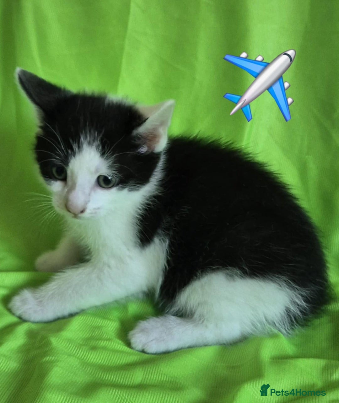 Mixed Breed cats for sale: Kittens  - Image 3