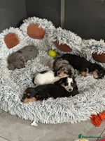 Miniature Dachshund dogs Long haired miniature dachshund - Advert 4