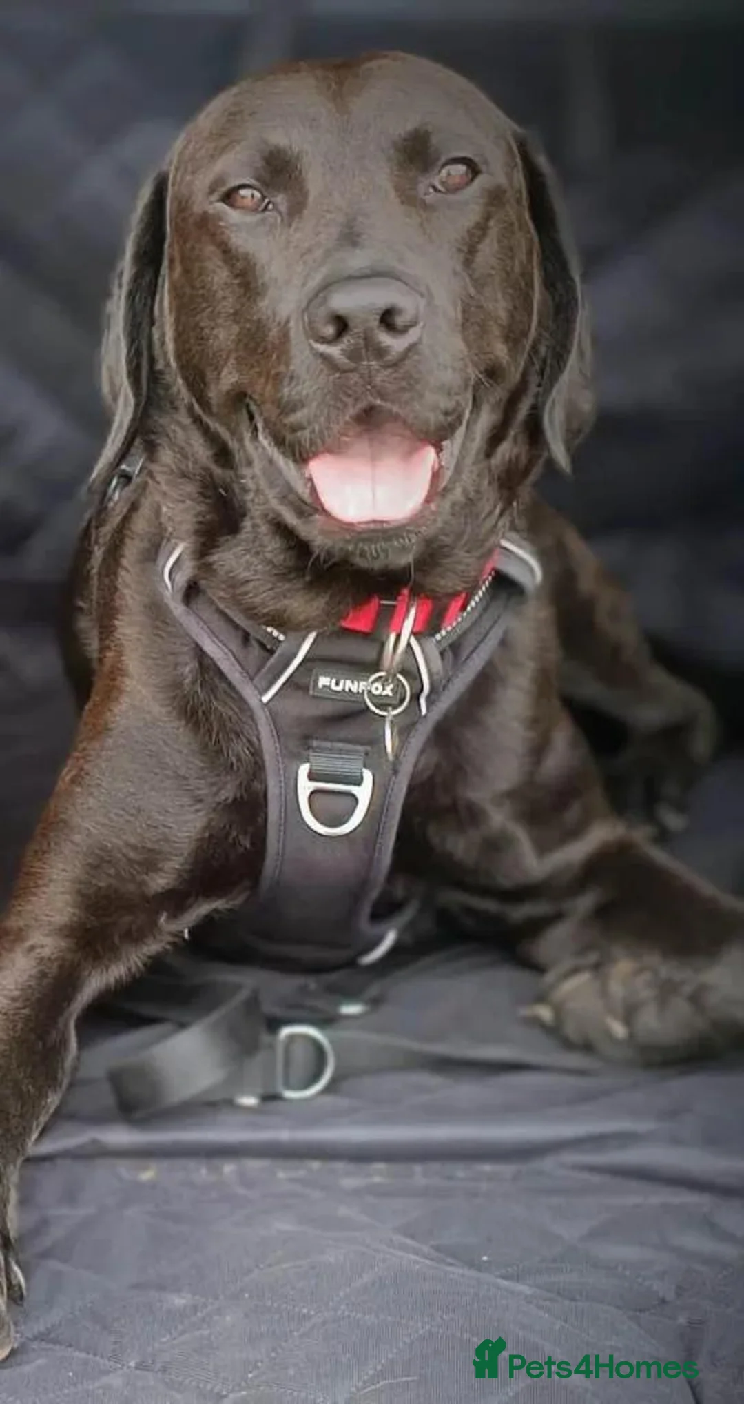 Labrador Retriever dogs for adoption: Bruno - Advert 2