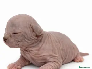 Sphynx cats Poshtotty Sphynx - Advert 4