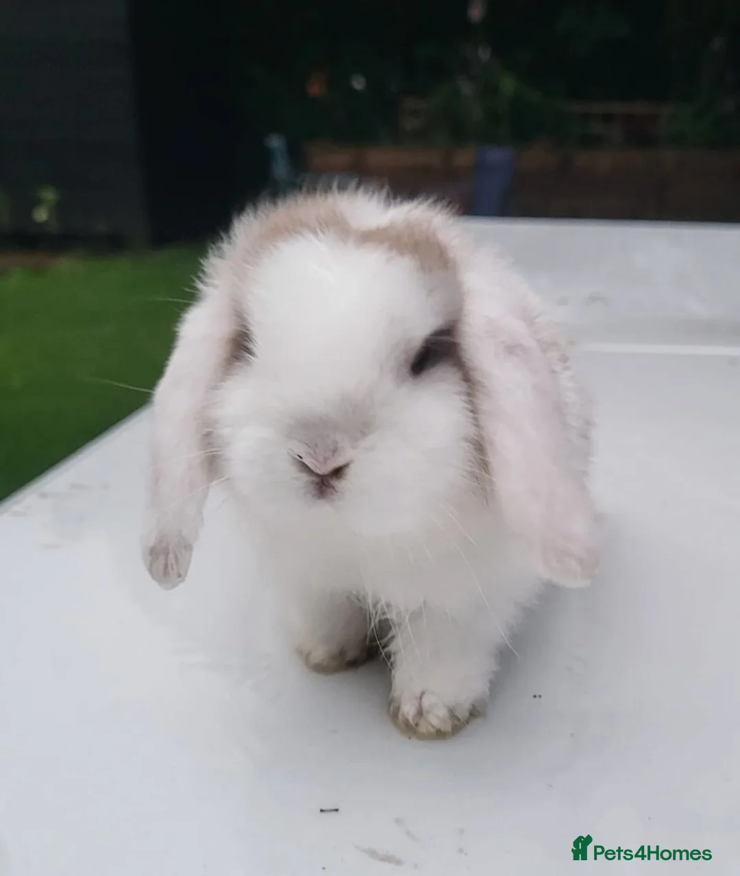 Mini Lop rabbits for sale: Gorgeous Mini Lops  - Advert 1