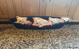 West Highland Terrier dogs for sale: Westie puppies for sale - Image 6