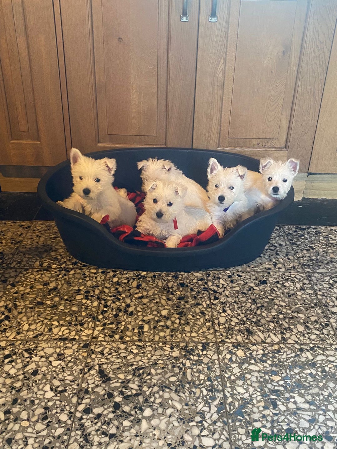 West Highland Terrier dogs for sale: Westie puppies for sale - Image 6