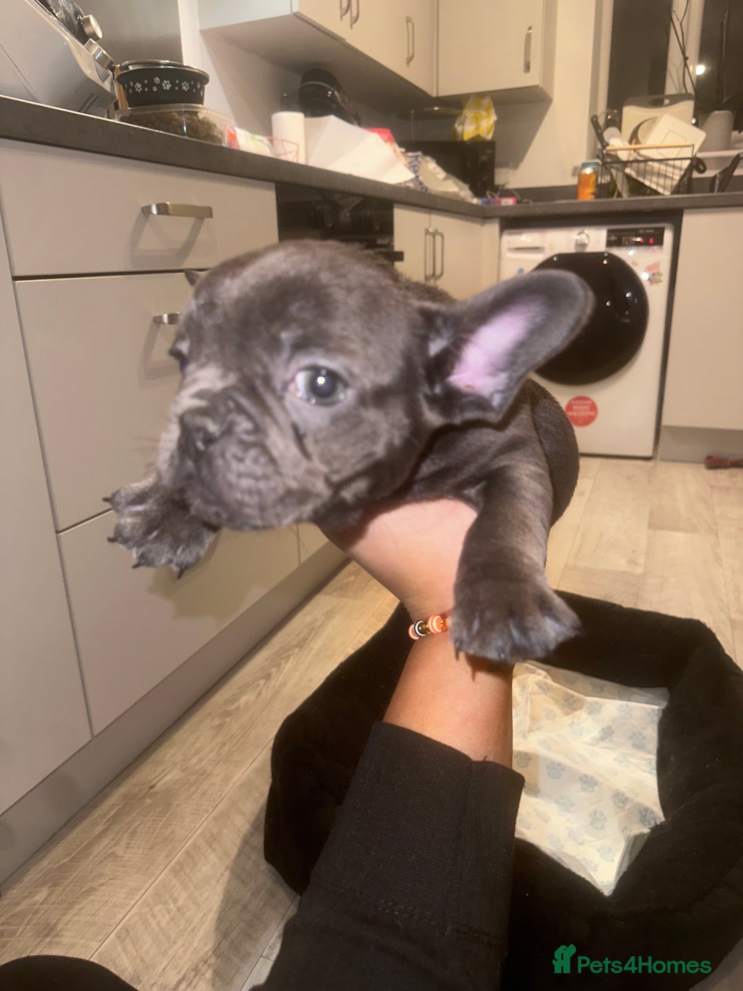 French Bulldog dogs for sale: FRENCH BULLDOG PUPPYS❤️ ready find forever home❤️ - Advert 9