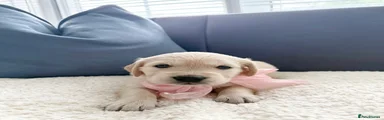 Golden Retriever Puppy 4