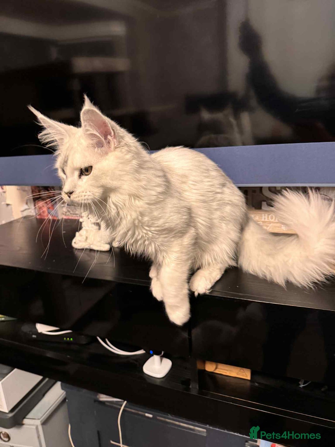 Maine Coon cats for sale: TICA Reg Blue Silver Shaded MaineCoon Kittens  - Advert 4
