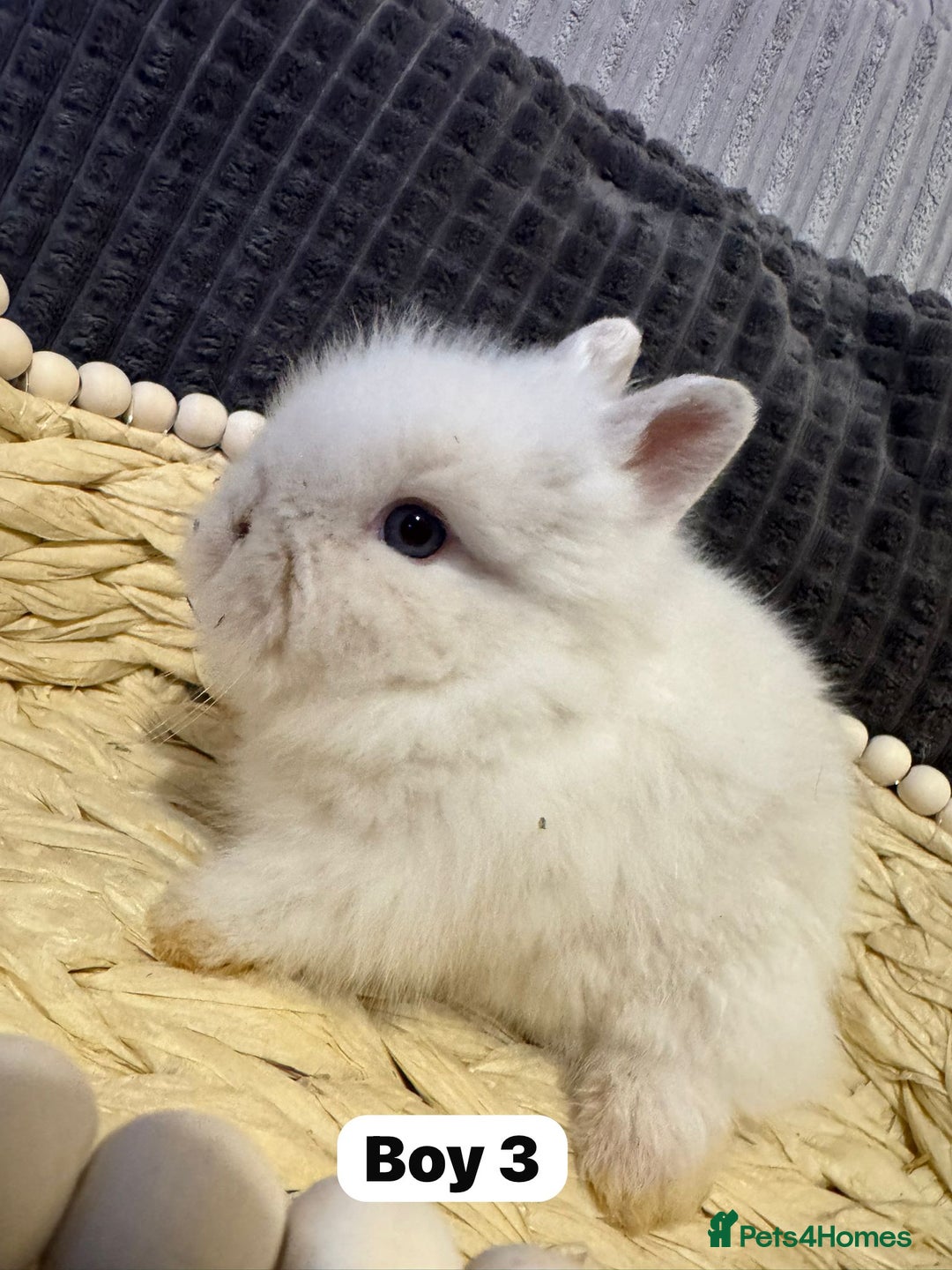 Lionhead rabbits for sale: ✨ Lionhead Bunnies  ✨ - Advert 13