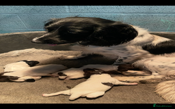 English Springer Spaniel dogs for sale: KC registered Springer Spaniel puppies for sale  - Image 9