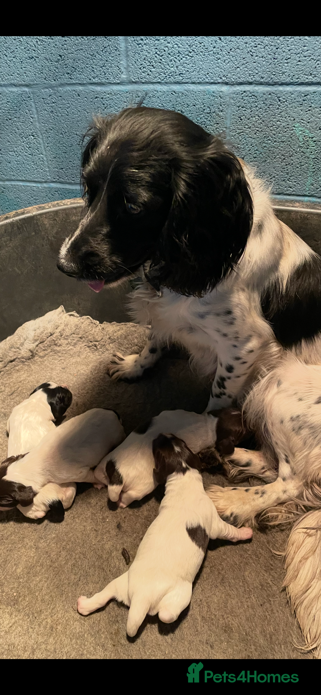 English Springer Spaniel dogs for sale: KC registered Springer Spaniel puppies for sale  - Image 9