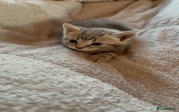 Maine Coon cats for sale: 4 gorgeous girl cats  - Image 18