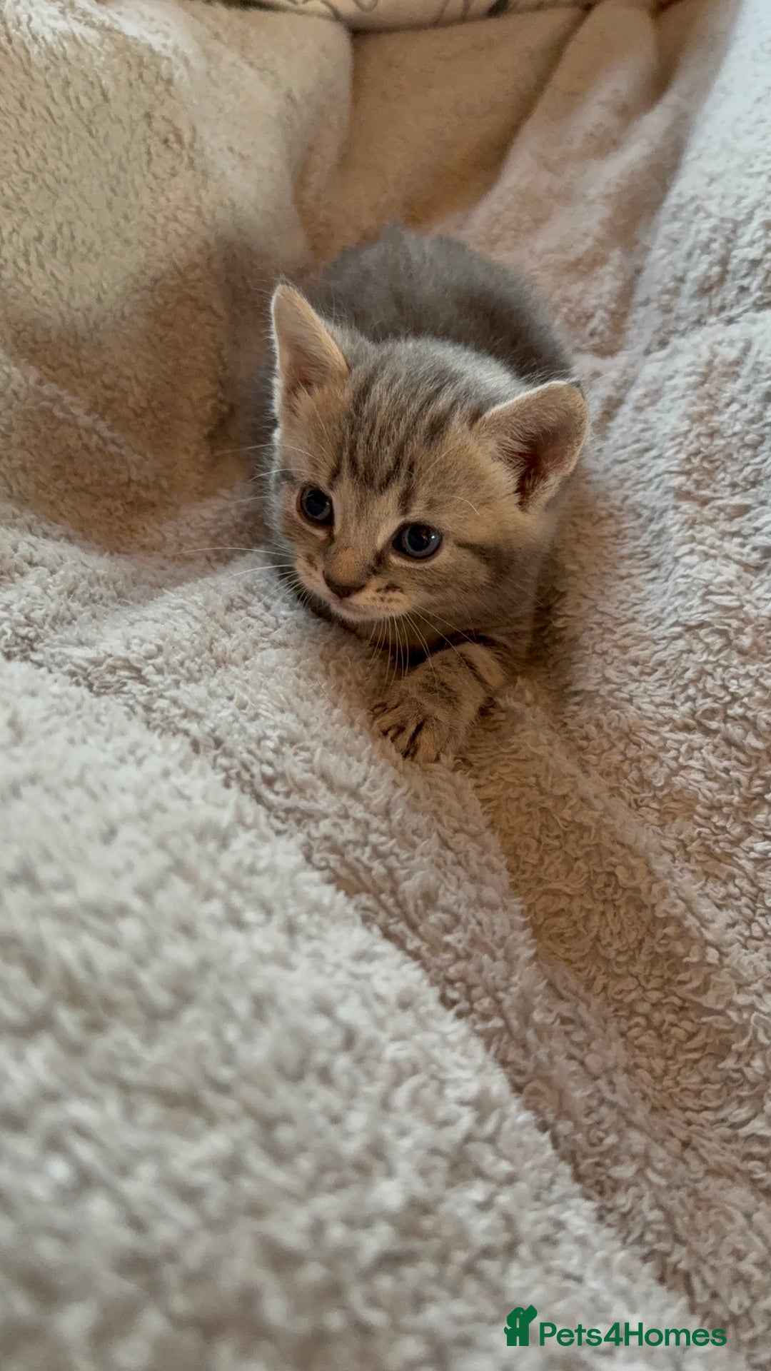 Maine Coon cats for sale: 4 gorgeous girl cats  - Image 18