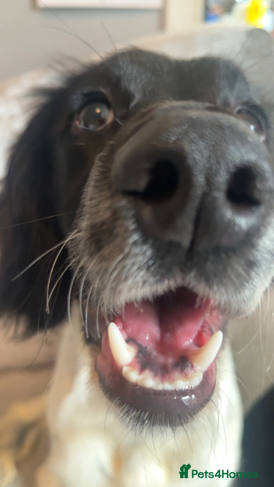 Sprocker dogs for sale: Lucy lou  in Halifax - Advert 4