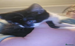 Mixed Breed cats for sale: Playful Kittens - Image 6