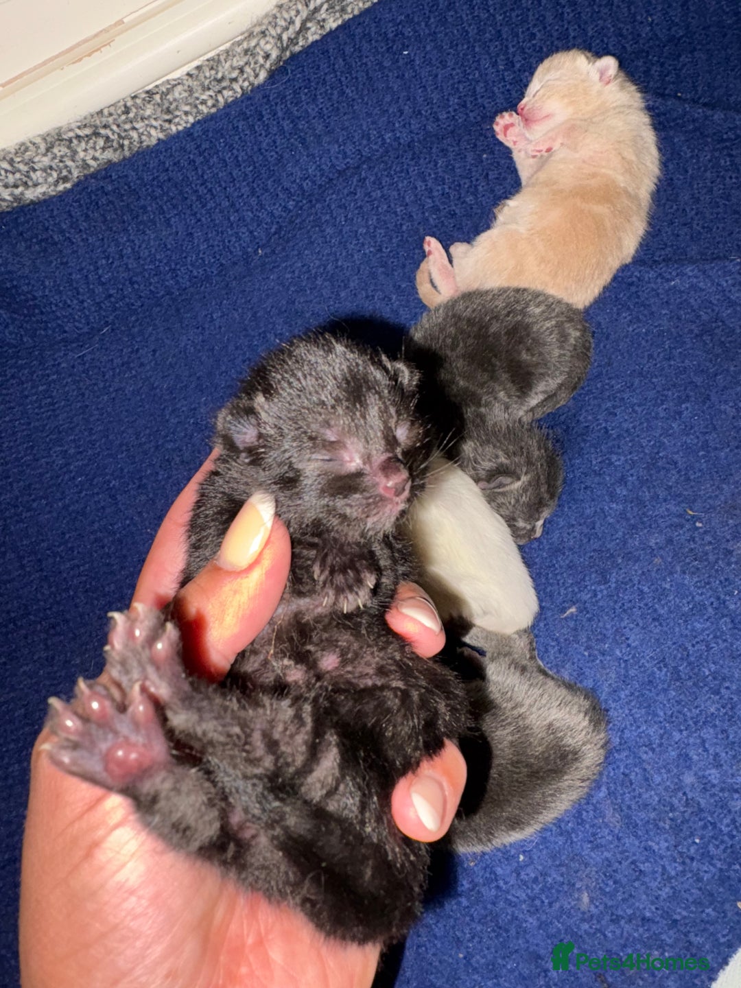 Mixed Breed cats for sale: Beautiful little of kittens  - Image 5