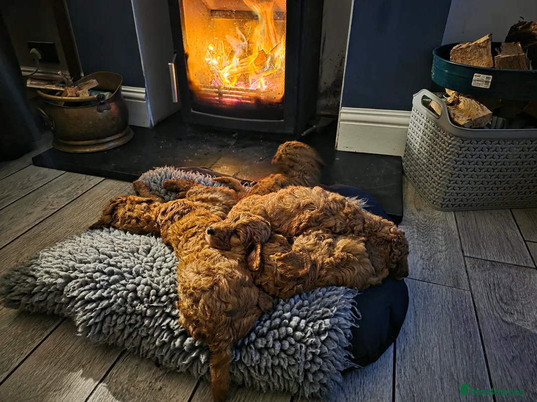 Cockapoo dogs for sale: Stunning deep red cockapoo puppies  - Advert 1