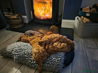 Cockapoo dogs Stunning deep red cockapoo puppies - Advert 5