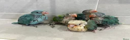 Ringnecks birds for sale: Beautiful Hand-Reared Baby Indian Ringnecks  - Advert 1