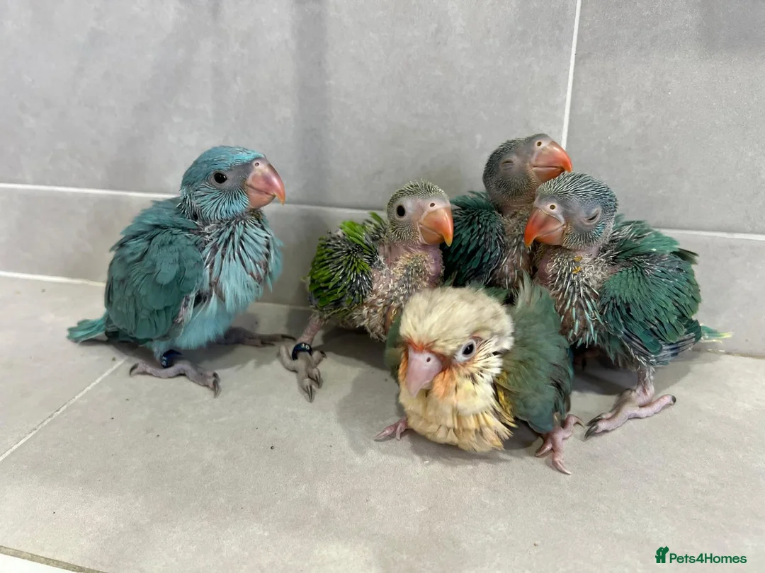 Ringnecks birds for sale: Beautiful Hand-Reared Baby Indian Ringnecks  - Advert 1