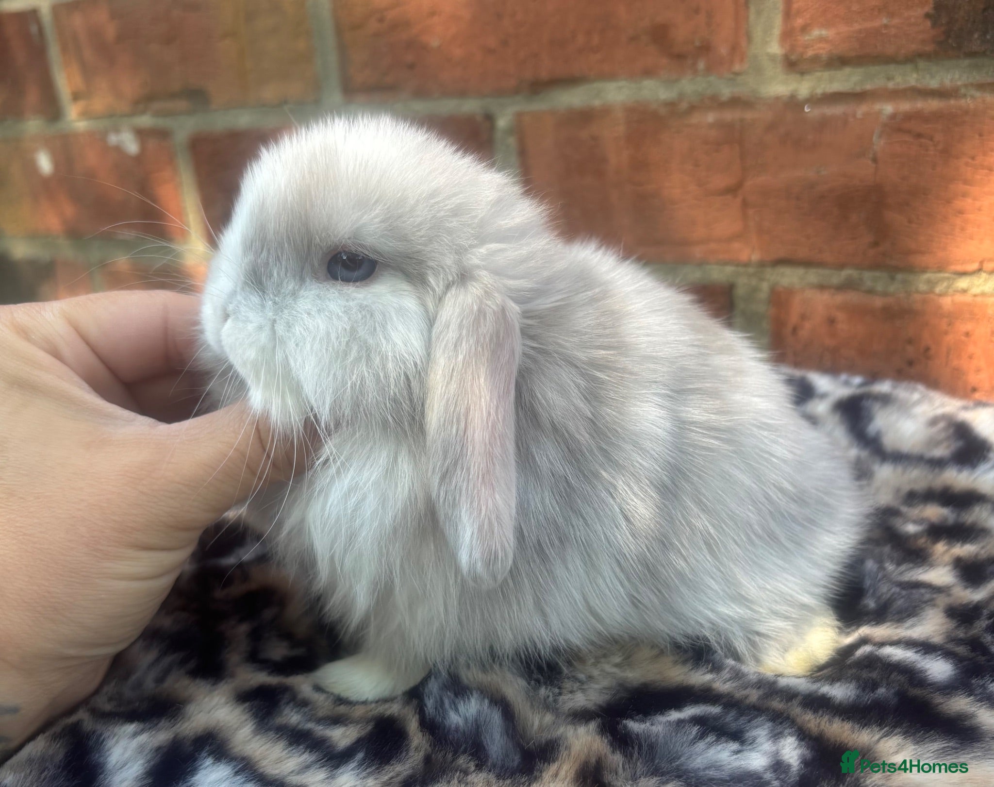 Mini Lop rabbits Pedigreed pure bred mini lops  - Advert 1