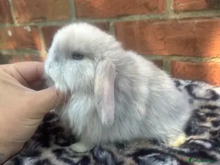 Mini Lop rabbits Pedigreed pure bred mini lops - Advert 1