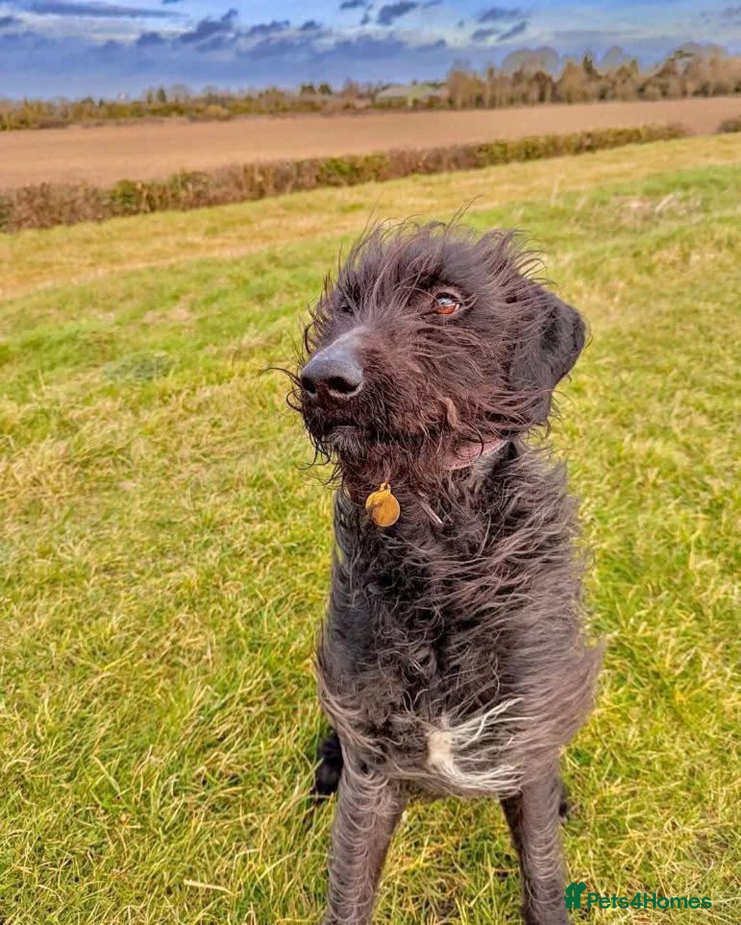 Mixed Breed dogs for sale: Rehoming older labradoodle x Lurcher - Image 3