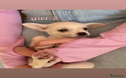 Chihuahua dogs for sale: Tiny chihuahua pups  - Image 6