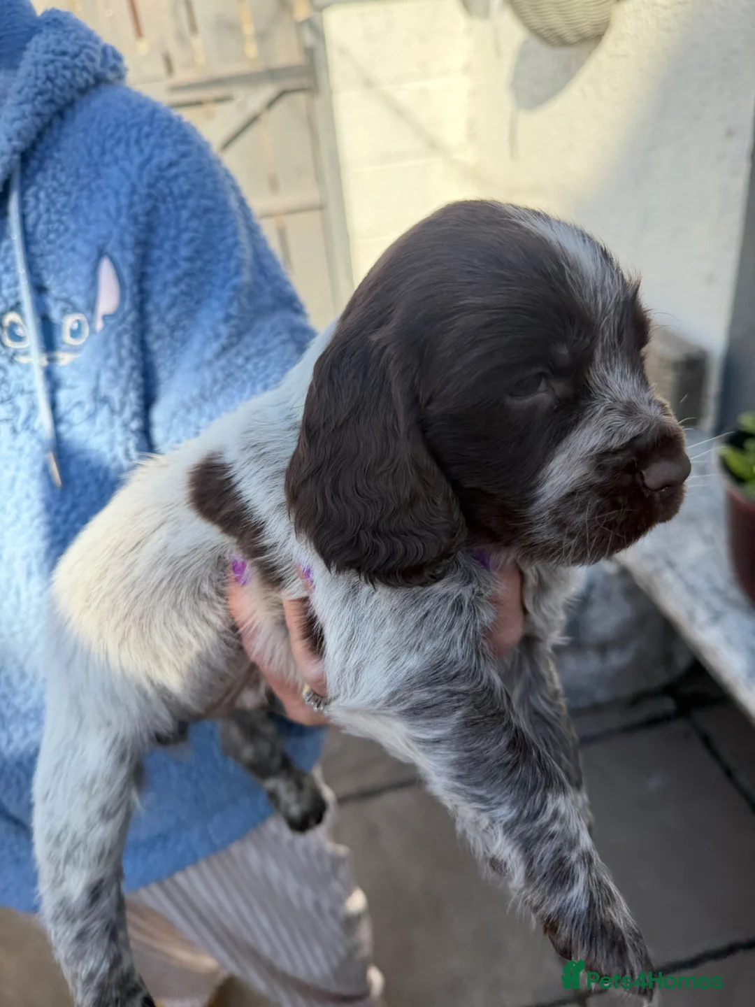 Sprocker dogs for sale: Sprocker puppys  - Advert 2