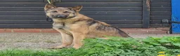 Belgian Shepherd Dog dogs for adoption: CHASE - GSD X - Advert 1