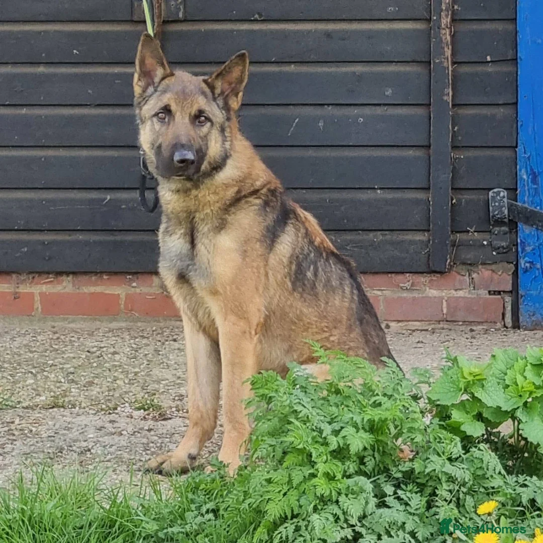 Belgian Shepherd Dog dogs for adoption: CHASE - GSD X - Advert 1