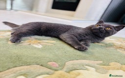 British Shorthair cats for sale: British Shorthair - Image 27