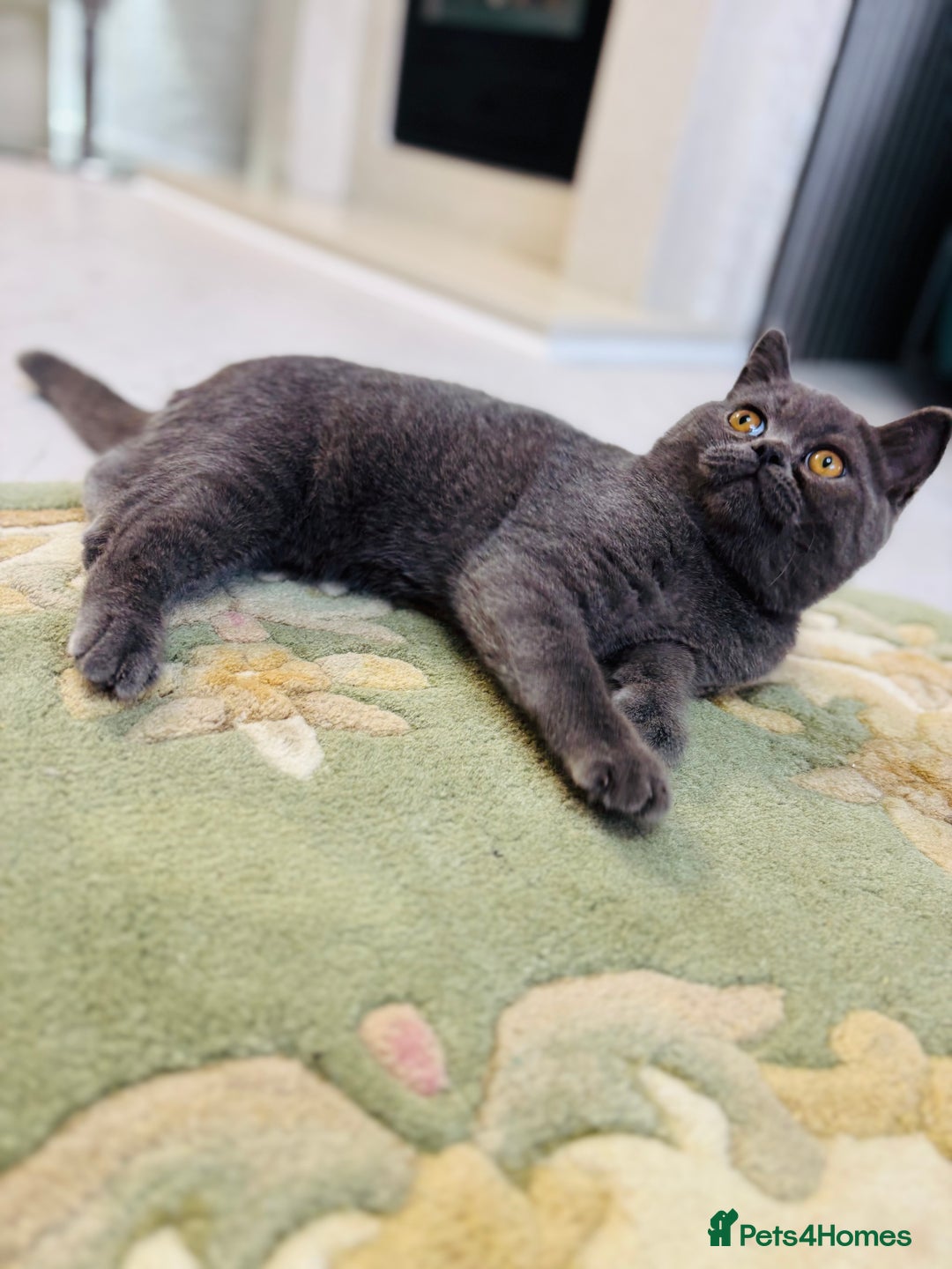 British Shorthair cats for sale: British Shorthair - Image 27