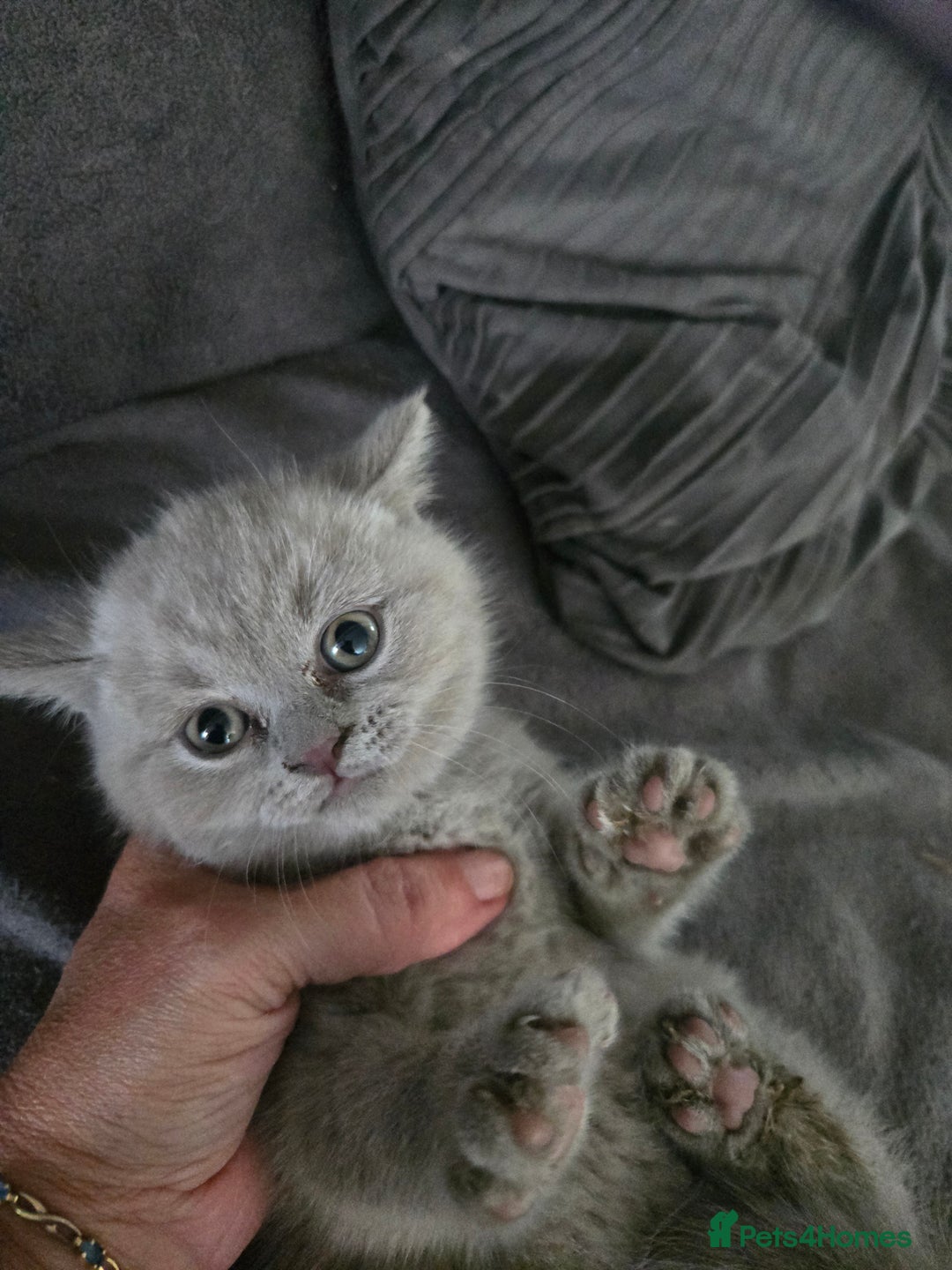 British Shorthair cats for sale: Full pedigree, British short hairs ready now. - Image 18