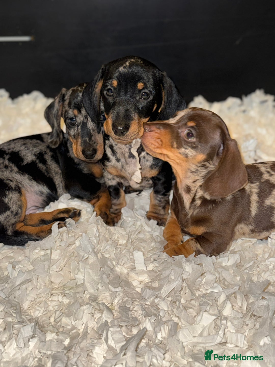 Miniature Dachshund dogs for sale: Absolutely stunning miniature KC reg Dachshund’s  - Advert 2