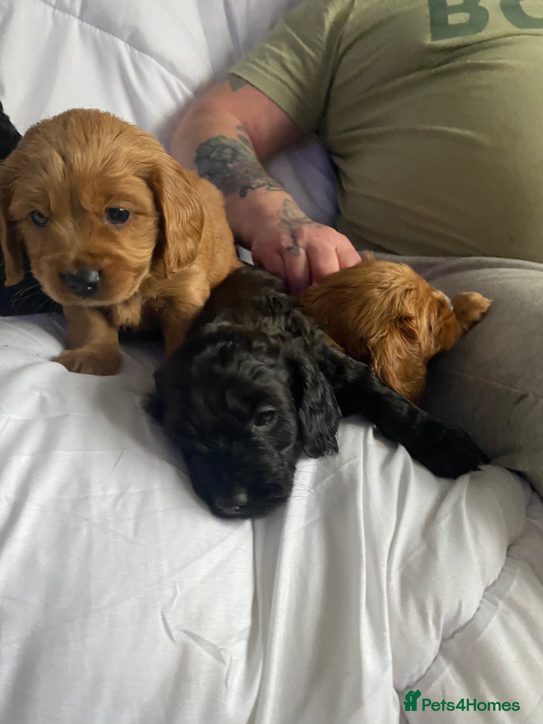 Cavapoo dogs for sale: Stunning cavapoo pups  - Advert 13