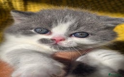 British Shorthair cats for sale: ONE GIRL LEFT GCCF reg BSH kittens - Image 10