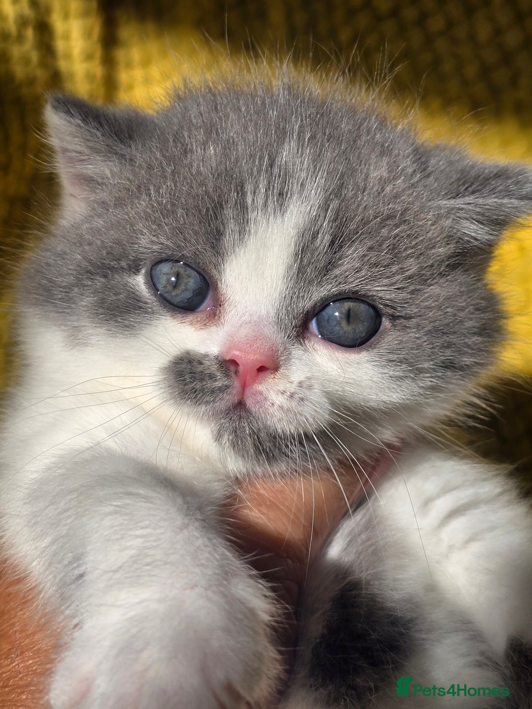 British Shorthair cats for sale: ONE GIRL LEFT GCCF reg BSH kittens - Image 10