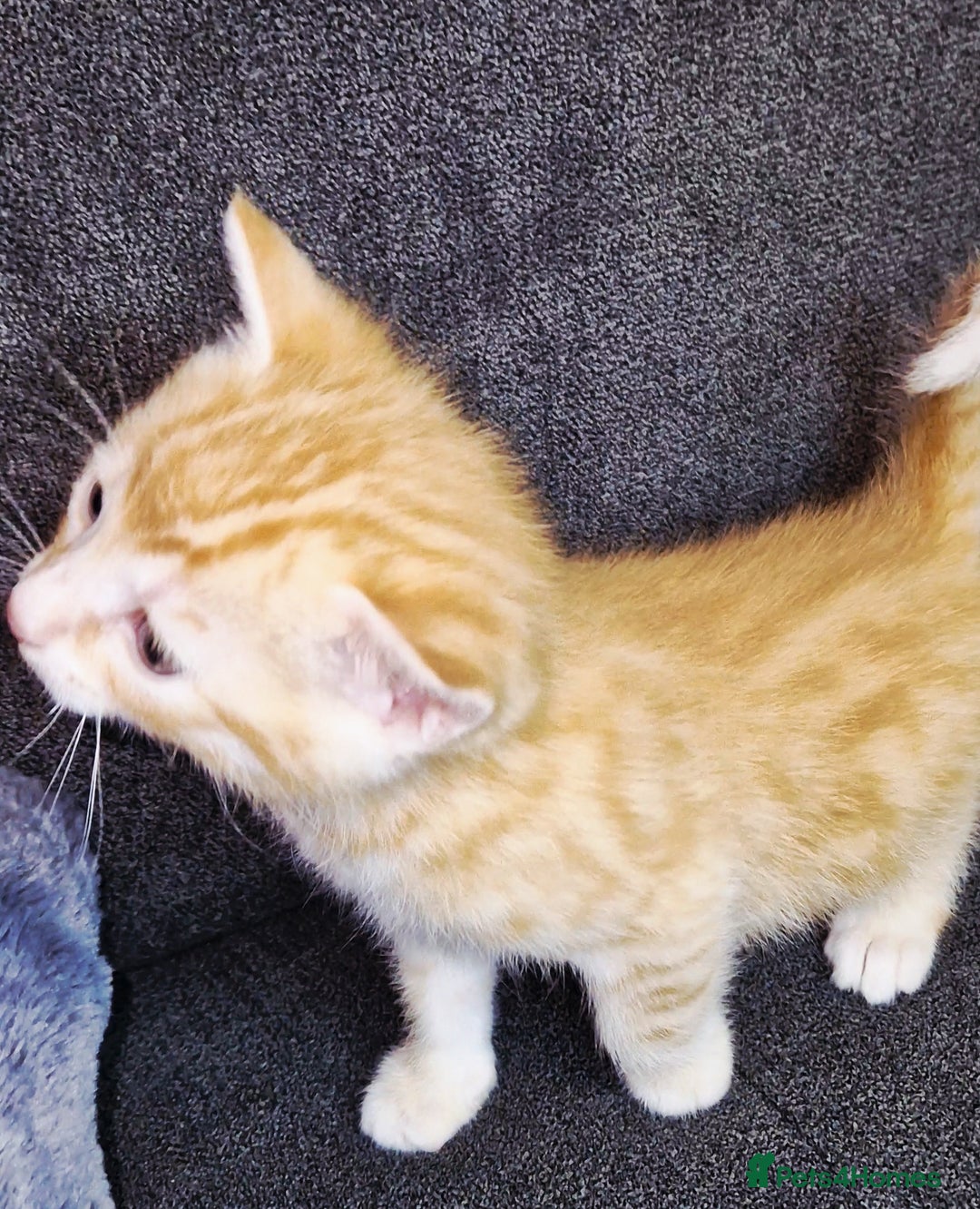 Bengal cats for sale: Absolutely Stunning Bengals  - Image 6