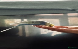 Budgerigars birds for sale: Pair of budgies - Image 5