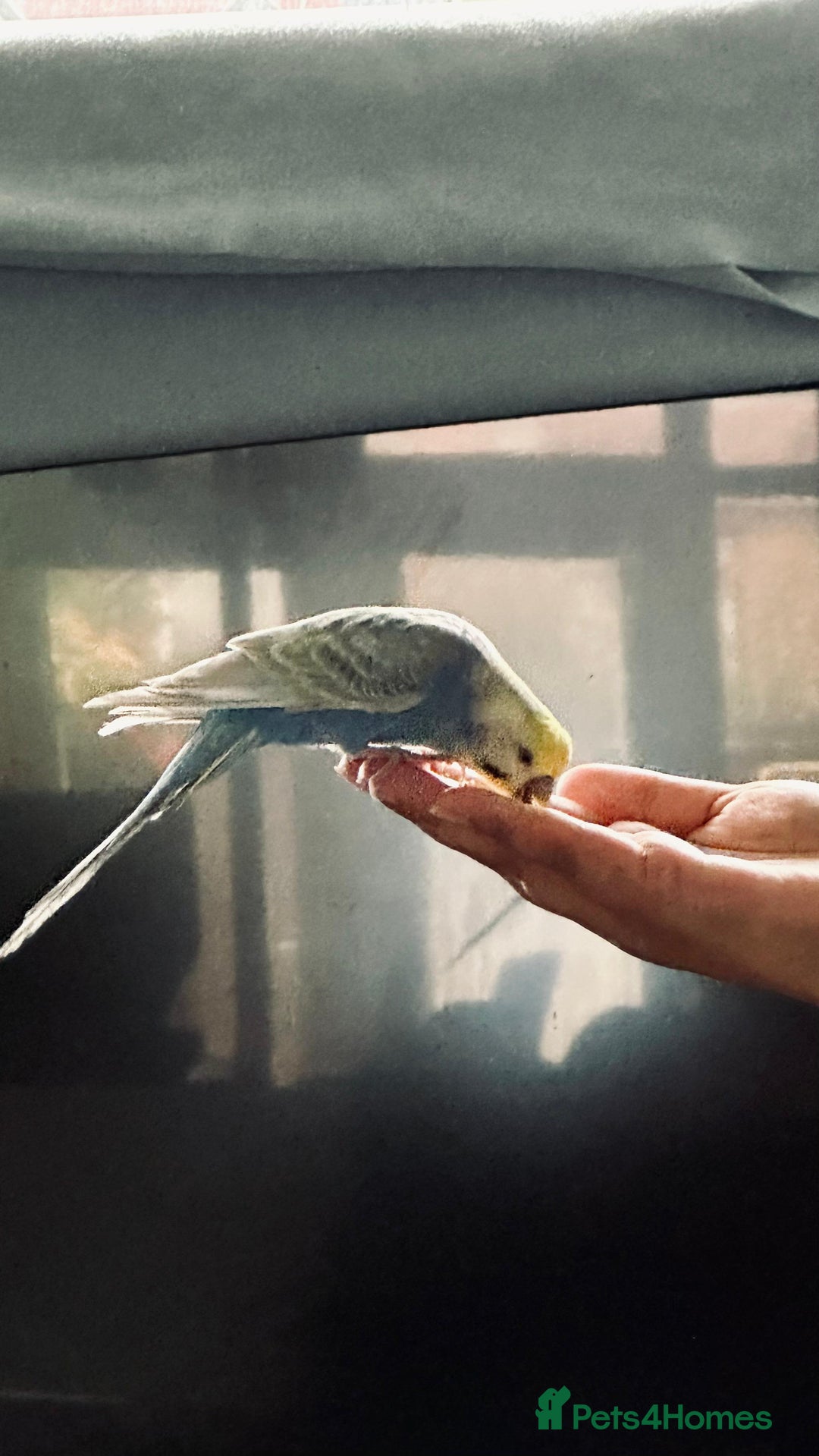 Budgerigars birds for sale: Pair of budgies - Image 5