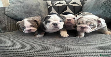 English Bulldog dogs English Bulldog puppies  - Advert 16