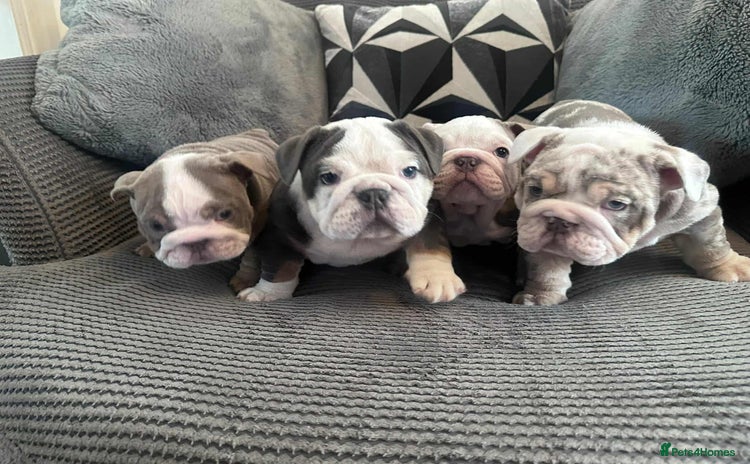 English Bulldog dogs English Bulldog puppies  - Advert 2