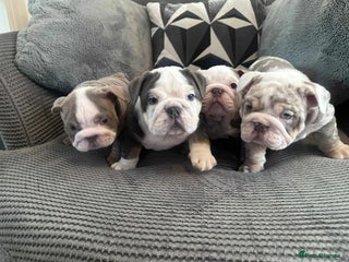 English Bulldog dogs English Bulldog puppies - Advert 10