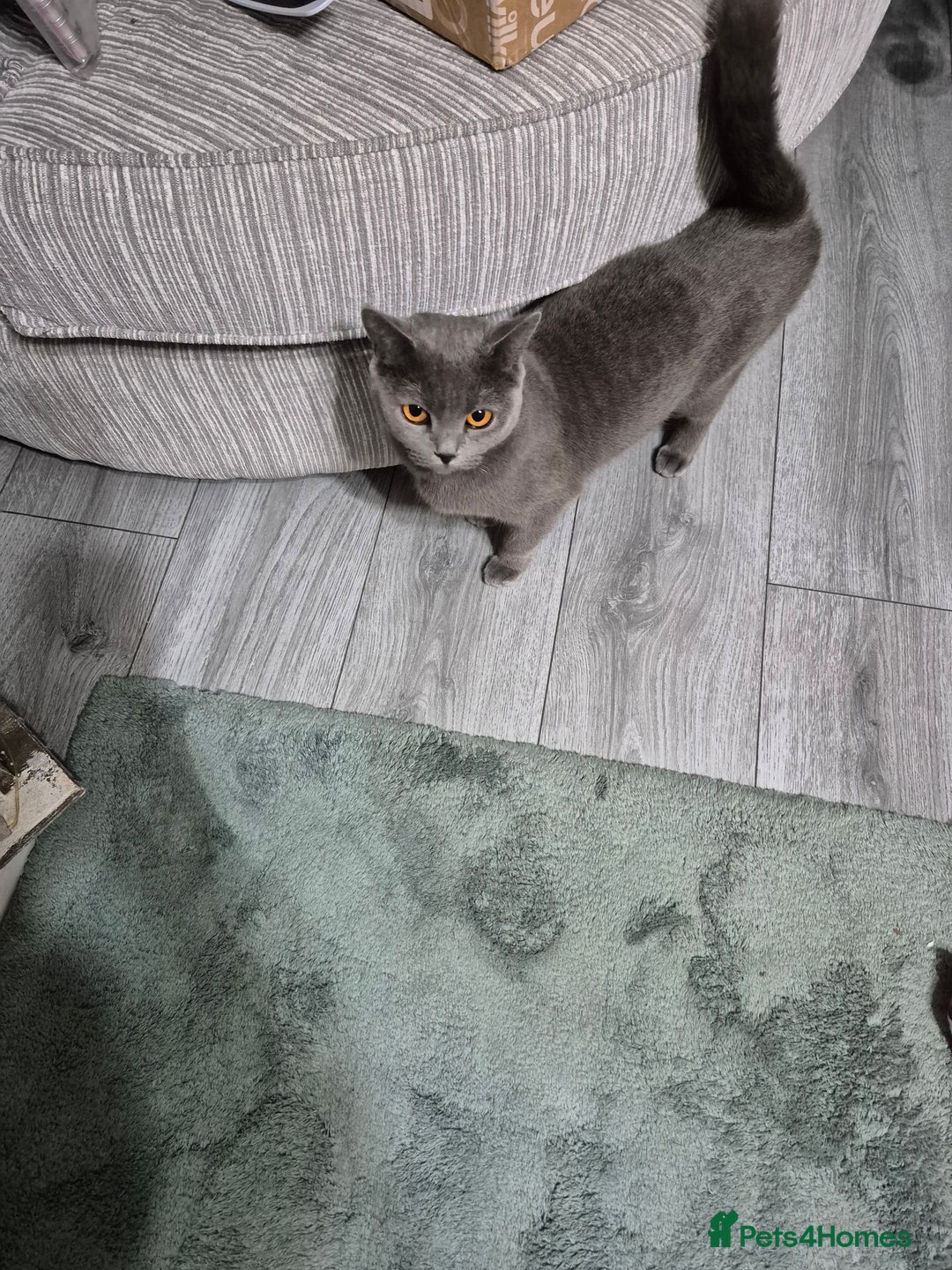 British Shorthair cats for sale: Beautiful British Shorthair Female - Advert 3
