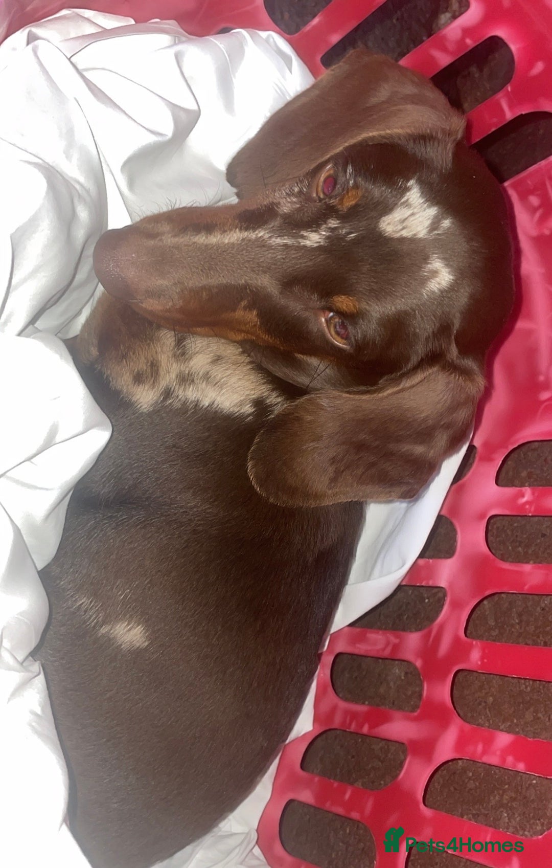 Dachshund dogs for sale: Dapple Boy Dachshund 🐶🐶 - Image 3