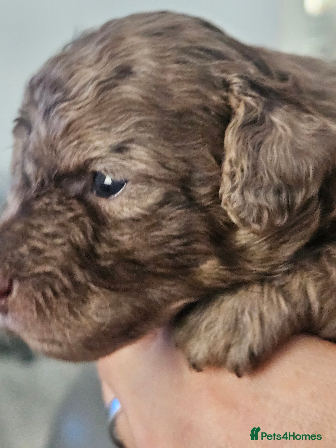Cockapoo dogs for sale: Lyn Marie Pressley  - Image 4