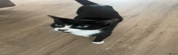 Mixed Breed cats for sale: Beautiful female black and white/tuxedo kitten - Advert 5