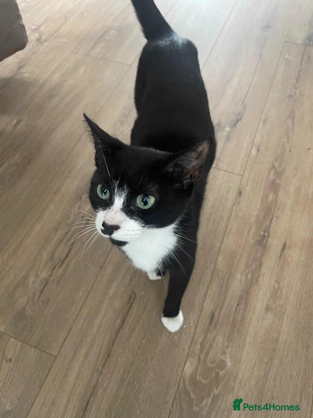 Mixed Breed cats for sale: Beautiful female black and white/tuxedo kitten - Advert 5