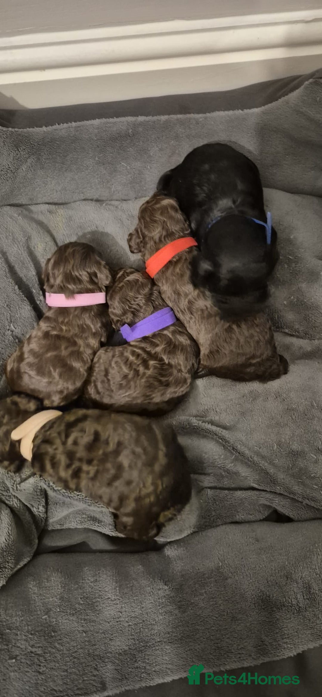 Cockapoo dogs for sale: ✨ Beautiful Cockapoo Puppies –  1 Boy & 4 Girls✨ - Advert 6